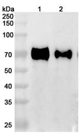 Anti-Human GFRAL Reference Antibody (NGM120) – Figure 1 of 2