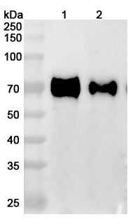 Anti-Human GFRAL Reference Antibody (NGM120) – Figure 1 of 2