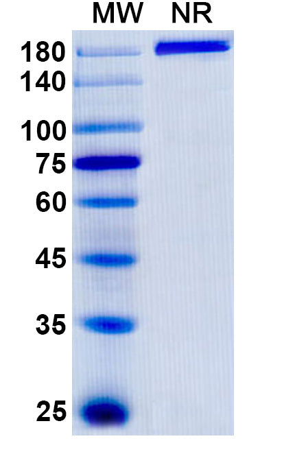 Anti-Human VAP-1/AOC3 Reference Antibody (Timolumab) – Figure 1 of 1