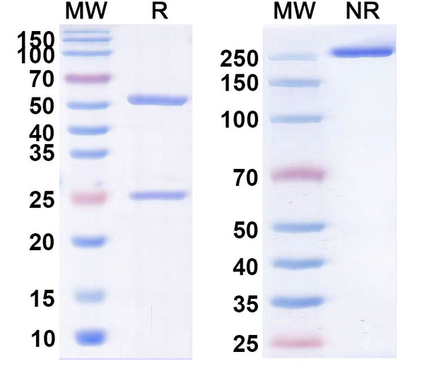 Anti-Human VAP-1/AOC3 Reference Antibody (Vapaliximab) – Figure 1 of 1