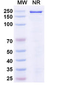 Anti-Human SLC1A5 Reference Antibody (Idactamab) – Figure 1 of 1