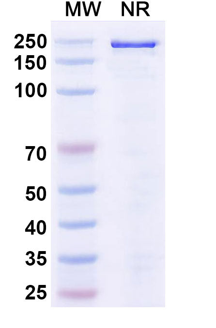 Anti-Human SLC1A5 Reference Antibody (Idactamab) – Figure 1 of 1