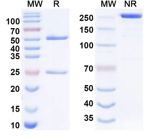 Anti-Human TIGIT Reference Antibody (Tiragolumab) – Figure 1 of 3
