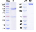 Anti-Human TIGIT Reference Antibody (Etigilimab) – Figure 1 of 3