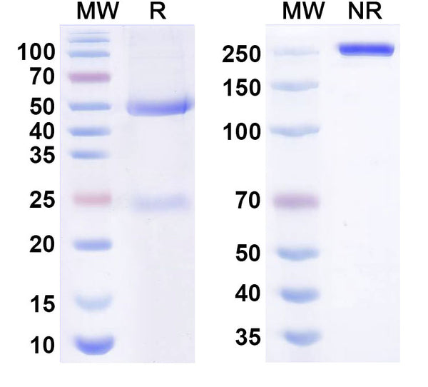 Anti-Human TIGIT Reference Antibody (Etigilimab) – Figure 1 of 3