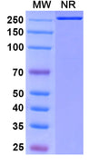 Anti-Human TIGIT Reference Antibody (Vibostolimab) – Figure 1 of 2