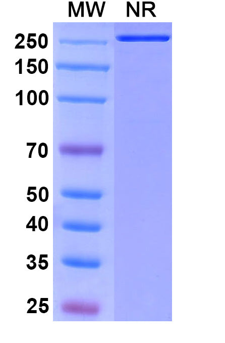 Anti-Human TIGIT Reference Antibody (Vibostolimab) – Figure 1 of 2