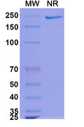 Anti-Human TIGIT Reference Antibody (Domvanalimab) – Figure 1 of 1