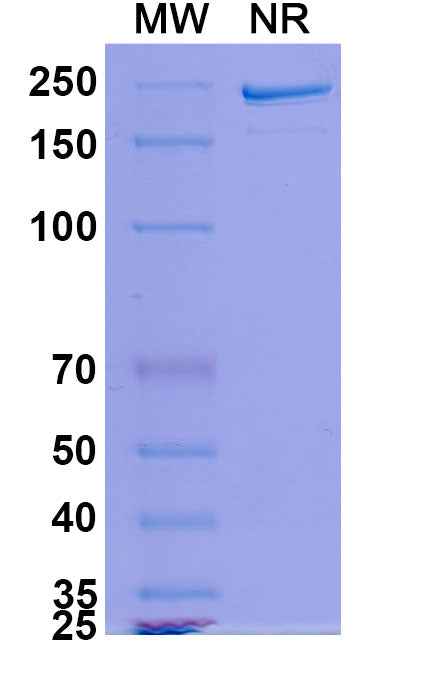 Anti-Human TIGIT Reference Antibody (Domvanalimab) – Figure 1 of 1