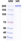 Anti-Human TIGIT Reference Antibody (Belrestotug) – Figure 1 of 3
