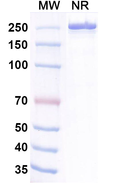 Anti-Human TIGIT Reference Antibody (Belrestotug) – Figure 1 of 3