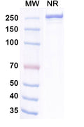 Anti-Human TIGIT Reference Antibody (Dargistotug) – Figure 1 of 3