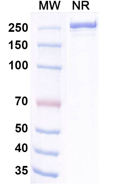 Anti-Human TIGIT Reference Antibody (Dargistotug) – Figure 1 of 3