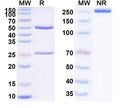 Anti-Human TIGIT Reference Antibody (BAT-6005) – Figure 1 of 1