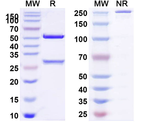 SDS-PAGE for Anti-Human TIGIT Antibody (SAA0154)