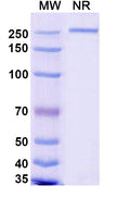 Anti-Human TIGIT Reference Antibody (Renvistobart) – Figure 1 of 1
