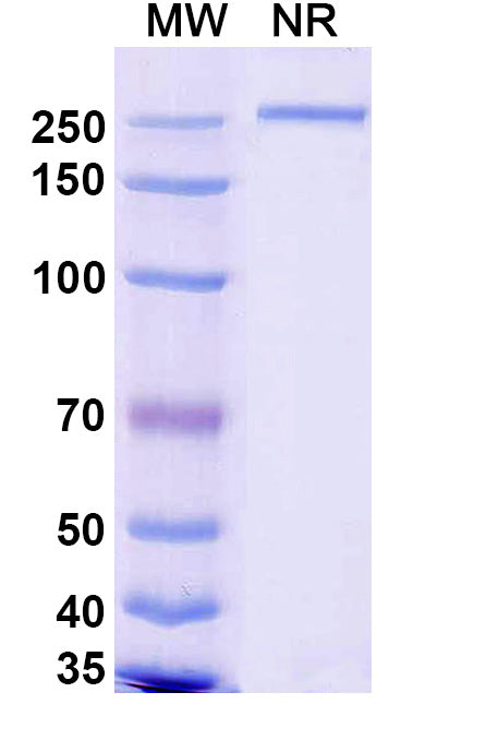 Anti-Human TIGIT Reference Antibody (Renvistobart) – Figure 1 of 1