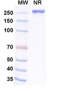 Anti-Human TIGIT Reference Antibody (Lancastotug) – Figure 1 of 4