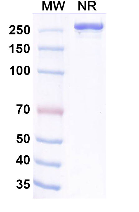 Anti-Human TIGIT Reference Antibody (Lancastotug) – Figure 1 of 4