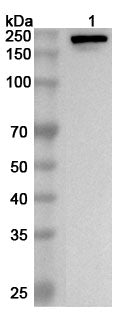 Western blot analysis was performed using anti-LAMA4 polyclonal antibody at 1ug/mL on various samples.
Lane 1: Mouse lung lysate