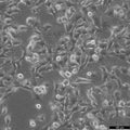 Hs-746T cell