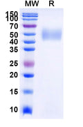 Recombinant Human CD111/NECTIN1 Protein, C-His