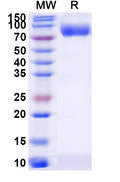 Recombinant Human CD111/NECTIN1 Protein, C-Fc