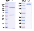 SDS-PAGE for Anti-Frataxin Antibody (N191/6)