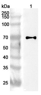 Western blot analysis was performed using anti-CCDC6 polyclonal antibody at 1ug/mL  on various samples.
Lane 1: K562 cell lysate
