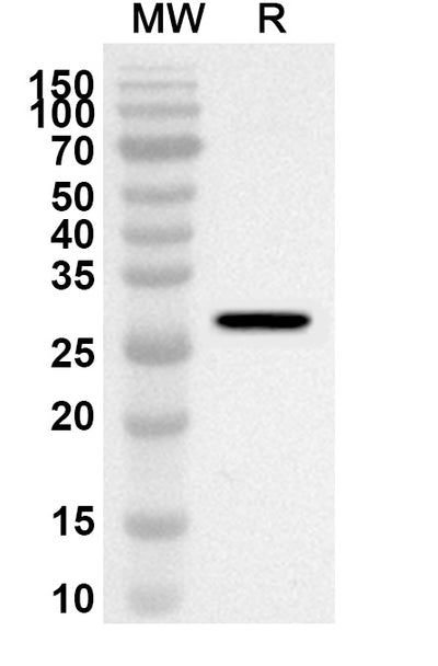 Western blot analysis was performed using anti-Human CDC37 polyclonal antibody at 1ug/mL on recombinant Human CDC37 (Catalog No. HS789012).