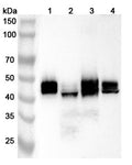 Western blot analysis was performed using anti-SLC9A3R2 polyclonal antibody at 1ug/mL on various samples.
Lane 1: 293T cell lysate
Lane 2: U251 cell lysate
Lane 3: MCF-7 cell lysate
Lane 4: Hacat cell lysate