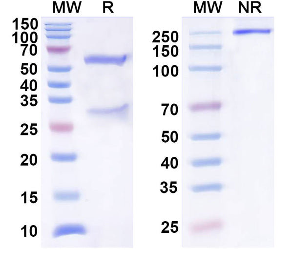 Anti-Human SEZ6 Reference Antibody (ABBV-011) – Figure 1 of 2