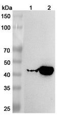 Western blot analysis was performed using anti-KYAT1 polyclonal antibody at 1μg/ml on various samples.
Lane 1: Rat liver lysate
Lane 2: Rat kidney lysate