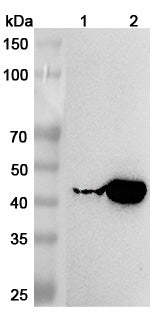 Western blot analysis was performed using anti-KYAT1 polyclonal antibody at 1μg/ml on various samples.
Lane 1: Rat liver lysate
Lane 2: Rat kidney lysate