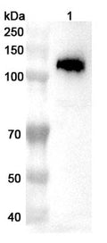 Western blot analysis was performed using anti-PKN1 polyclonal antibody at 1ug/mL on various samples.
Lane 1: MDA-MB-231 cell lysate