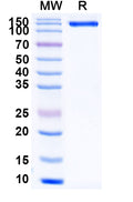 Recombinant Human ERBB4/Her4 Protein, N-Fc