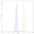 SDS-PAGE for Anti-Human IGFBP7 Antibody (SAA1683)