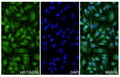 Hela cells were fixed with 4% paraformaldehyde for 20 minutes, followed by blocking with 5% goat serum for 1 hour. The cells were then incubated with a primary antibody targeting HIST2H2BE (HS839014) at a concentration of 13.2 ug/ml overnight at 4°C. Afterward, the cells were incubated with a secondary antibody, Goat Anti-Rabbit IgG (Alexa Fluor-488) for 50 minutes at room temperature. The localization of HIST2H2BE was visualized (shown in green), and nuclear DNA was stained with DAPI (shown in blue).