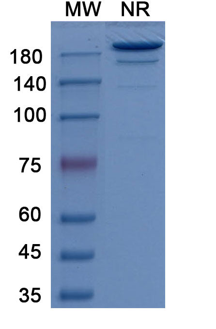 Anti-Human CA9 Reference Antibody (Girentuximab) – Figure 1 of 2