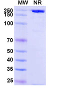 Anti-Human CRLR/CALCRL Reference Antibody (Erenumab) – Figure 1 of 1