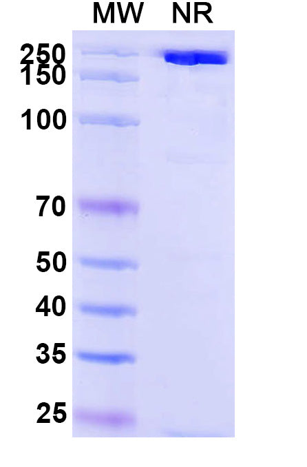 Anti-Human CRLR/CALCRL Reference Antibody (Erenumab) – Figure 1 of 1