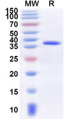 Recombinant Human MLANA Protein, N-GST & C-His