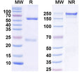 SEC-HPLC detection for InVivoMAb Anti-Human IL17A (ABV0017).