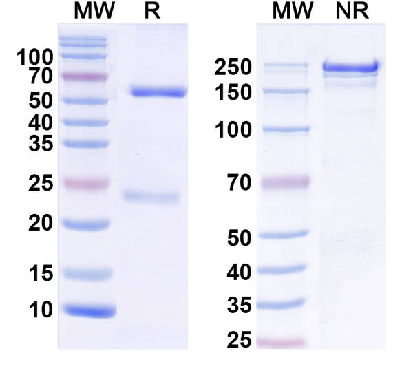 SEC-HPLC detection for InVivoMAb Anti-Human IL17A (ABV0017).