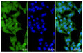 HepG2 cells were fixed with 4% paraformaldehyde for 20 minutes, followed by blocking with 5% goat serum for 1 hour. The cells were then incubated with a primary antibody targeting IL17A (HS856014) at a concentration of 14.6 ug/ml overnight at 4°C. Afterward, the cells were incubated with a secondary antibody, Goat Anti-Rabbit IgG (Alexa Fluor-488) for 50 minutes at room temperature. The localization of IL17A was visualized (shown in green), and nuclear DNA was stained with DAPI (shown in blue).