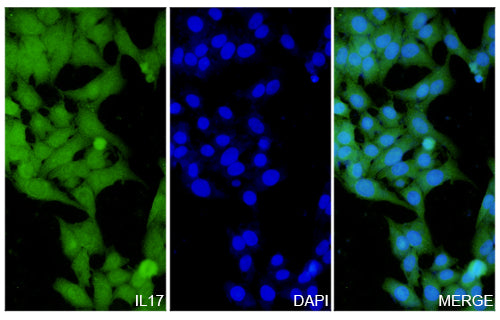 HepG2 cells were fixed with 4% paraformaldehyde for 20 minutes, followed by blocking with 5% goat serum for 1 hour. The cells were then incubated with a primary antibody targeting IL17A (HS856014) at a concentration of 14.6 ug/ml overnight at 4°C. Afterward, the cells were incubated with a secondary antibody, Goat Anti-Rabbit IgG (Alexa Fluor-488) for 50 minutes at room temperature. The localization of IL17A was visualized (shown in green), and nuclear DNA was stained with DAPI (shown in blue).