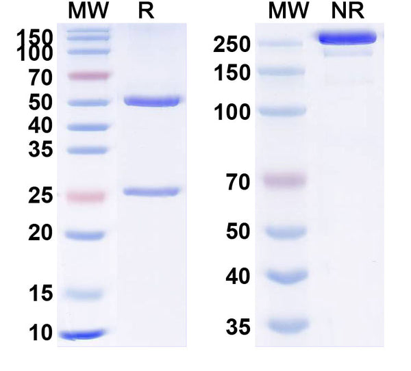Anti-Human IL-17A/F Heterodimer Reference Antibody (Vunakizumab) – Figure 1 of 1
