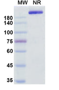 Anti-Human IL-17A/F Heterodimer Reference Antibody (Perakizumab) – Figure 1 of 1
