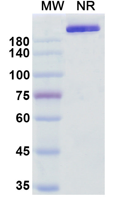 Anti-Human IL-17A/F Heterodimer Reference Antibody (Perakizumab) – Figure 1 of 1