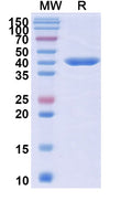 Anti-Human IL17A & IL17F & ALB Multispecific Reference Antibody (Sonelokimab) – Figure 1 of 1